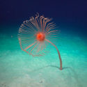 A rare deep-sea hydroid was discovered by Dr Nerida Wilson (Chief Scientist, Western Australian Museum) and her team. This giant hydroid, approximately a meter high, was found at 2497 m in Cape Range Canyon using ROV SuBastian. Branchiocerianthus is a giant hydroid that consists of a single polyp on a long stem living on a sandy bottom. It is a close relative of corals, anemones and sea fans. Giant hydroids have never been observed in Australian waters before, so this one might be a new species.